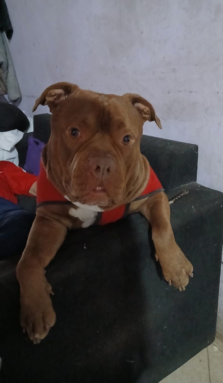 Tyson, el perro que murió electrocutado.