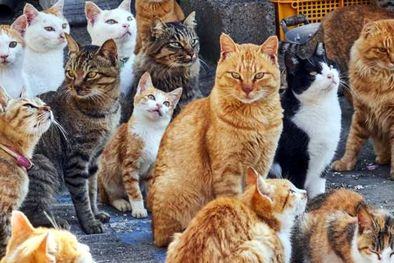 MDZol | Enterate los motivos por los cuáles tu gato se va y vuelve a casa como si nada pasara Foto: Discovery.