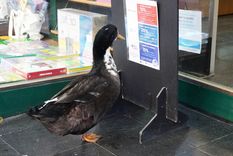 El pato Juan no volverá al kilómetro cero El pato Juan no volverá al kilómetro cero