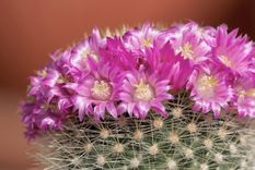 Ayuda a tu cactus a florecer como nunca antes Foto: Shutterstock