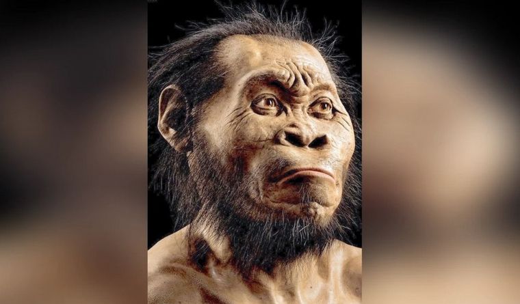 Los homínidos son nuestros ancestros. Foto: Dpa.