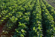 los sojeros obtienen un dolar 152% inferior a la cotizacion libre