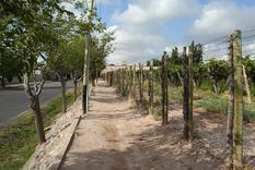 Las altas temperaturas estresan a la planta y los rindes de los cultivos bajan. Foto: ALF PONCE MERCADO / MDZ