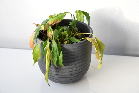 Con unos pequeños cambios, lograrás que se recupere y vuelva a mostrar su belleza. Con unos pequeños cambios, lograrás que se recupere y vuelva a mostrar su belleza.