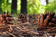 Gramíneas amarillentas y cabezas oscuras de rudbekias dan una nueva y unica tendencia a tu jardin Foto: Shutterstock