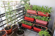 Crea un espacio verde en casa. Foto: Archivo