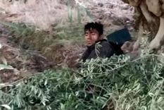 Así lo apresaron Reina flores estaba herido e intentó ocultarse entre unas ramas.