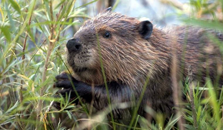 El castor es parte de este estudio. Foto: Wikipedia.