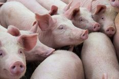 Los alimentos que lleguen de países considerados de alta vigilancia sólo tendrán que presentar una declaración jurada para comenzar a comercializar.