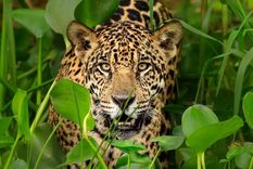 El tráfico de partes de jaguar no es solo un problema de conservación, sino de crimen organizado, afirmó Andrea Crosta. Foto: SCIENCE PHOTO LIBRARY