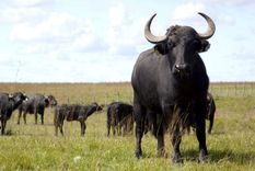 agricultura promueve la produccion de carne de bufalos