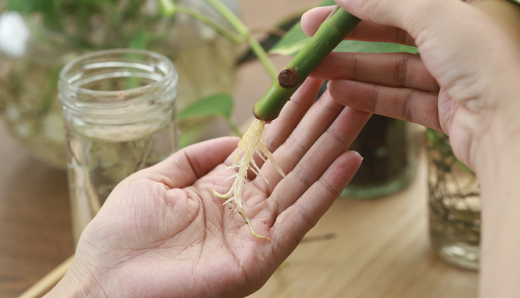 Este enraizante casero se realiza con ingredientes de la alacena Foto: Shutterstock