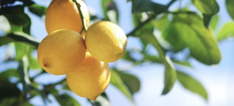 Un fertilizante casero para tener los mejores limones que hayas visto Foto: Shutterstock