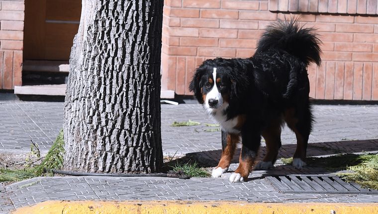 El Senasa brindó recomendaciones para viajar con mascotas. Foto: Rodrigo DAngelo / MDZ