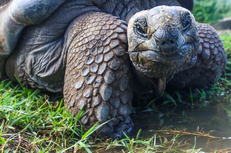 Sueños Conoce el significado de soñar con tortugas Foto: Pexels