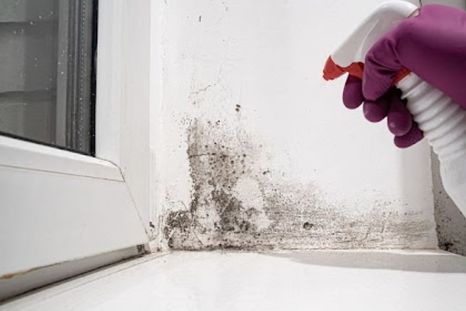 Los hongos son un problema para la salud. Foto: Archivo