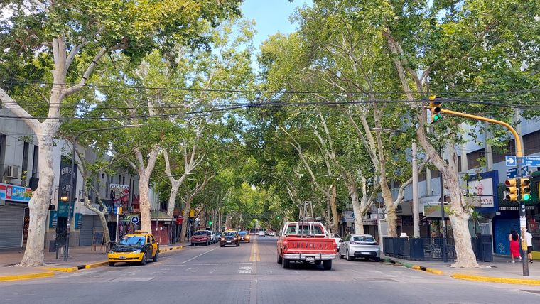 El arbolado público es patrimonio ambiental de Mendoza.