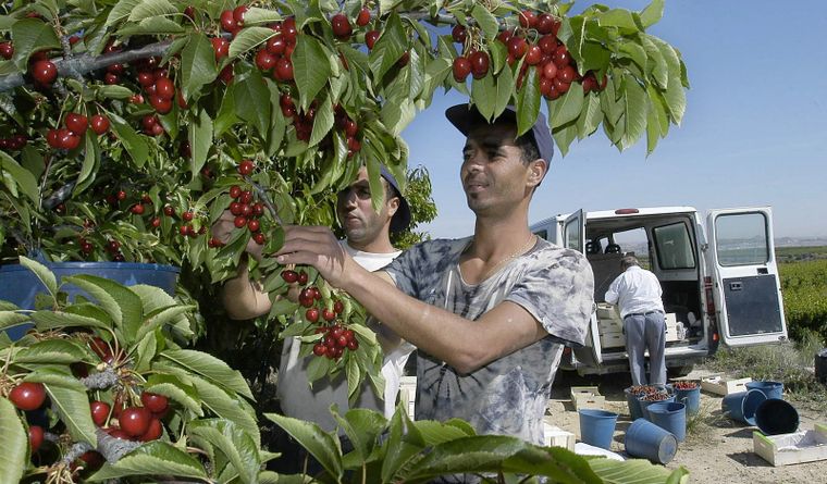 Gran impacto mundial por la pérdida de mercadería chilena en China. Foto: Efe.