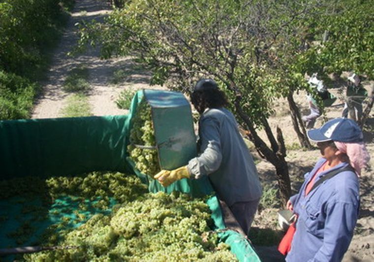 Los cosechadores suman 40.000 en el país. Foto: MDZ