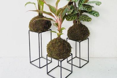 MDZol | Kokedama, las plantas que son tendencia en decoración de interiores. Foto: Shutterstock