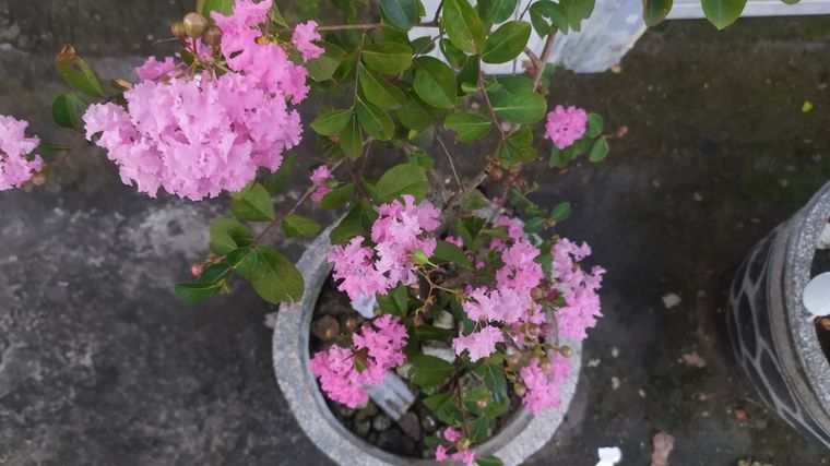 Un pequeño árbol para decorar los balcones o terrazas. Foto: Shutterstock