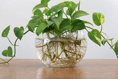 Pothos.