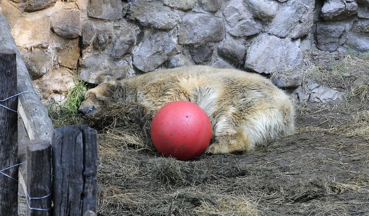 El oso Arturo vivió 22 años encerrado en el Ecoparque. 