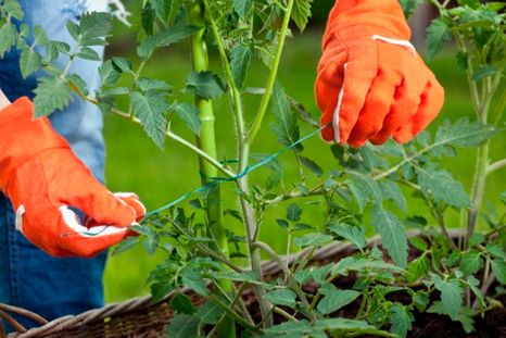Las plantas atadas a palos o estacas ayudan a protegerlas de los fuertes vientos y lluvias. Foto: jardiland.com