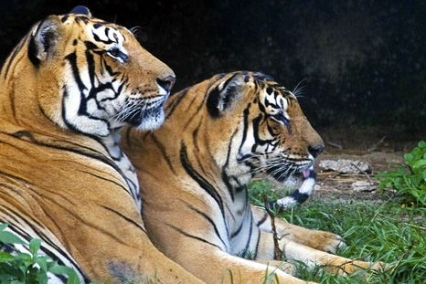En India, tigres mataron a cuatro mujeres en un bosque. Foto: Efe En India, tigres mataron a cuatro mujeres en un bosque. Foto: Efe