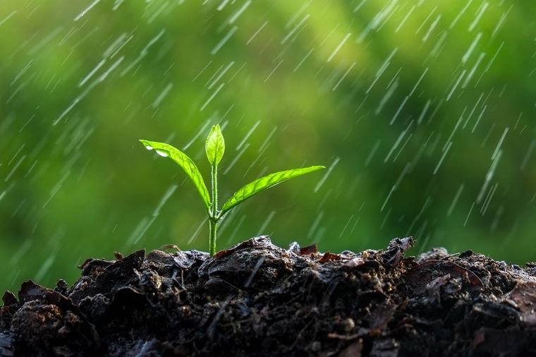 Las tres plantas que resisten al sol y recoran el hogar Foto: Fuente: Shutterstock