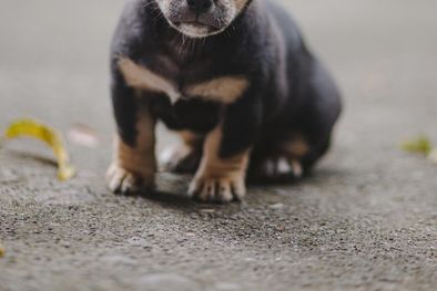 MDZol | Foto: Denniz Futalan en Pexels