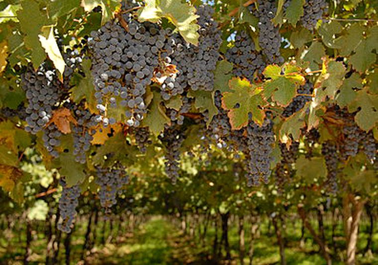 El racimo del Cabernet es pequeño a mediano, suelto, cónico y con tendencia a cilíndrico. Foto: Nacho Gaffuri / Archivo