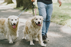 dos opciones originales para festejar el dia del animal con tu mascota dos opciones originales para festejar el dia del animal con tu mascota
