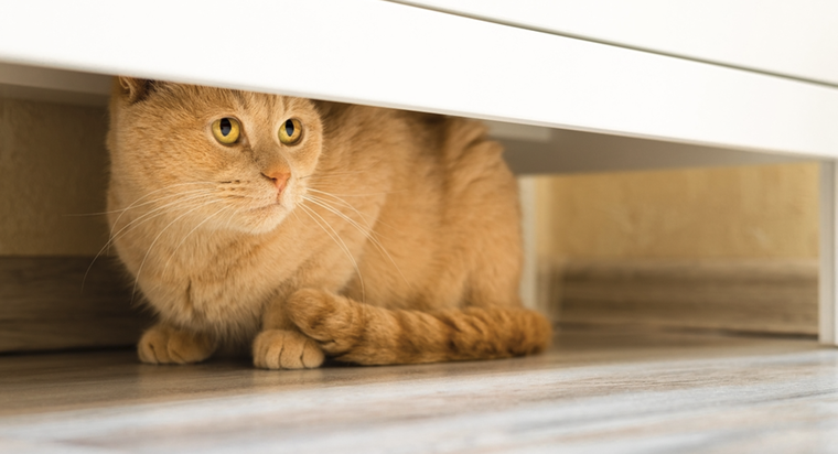 Este comportamiento es natural en muchas de estas mascotas Foto: Shutterstock