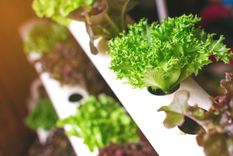 Si eres principiante en el mundo de la hidroponía, comenzar con lechuga es una excelente elección. Foto: Archivo