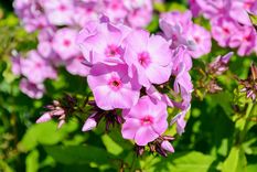 Todas estas especies permiten mantener el jardín con color todo el año. Foto: Pixabay