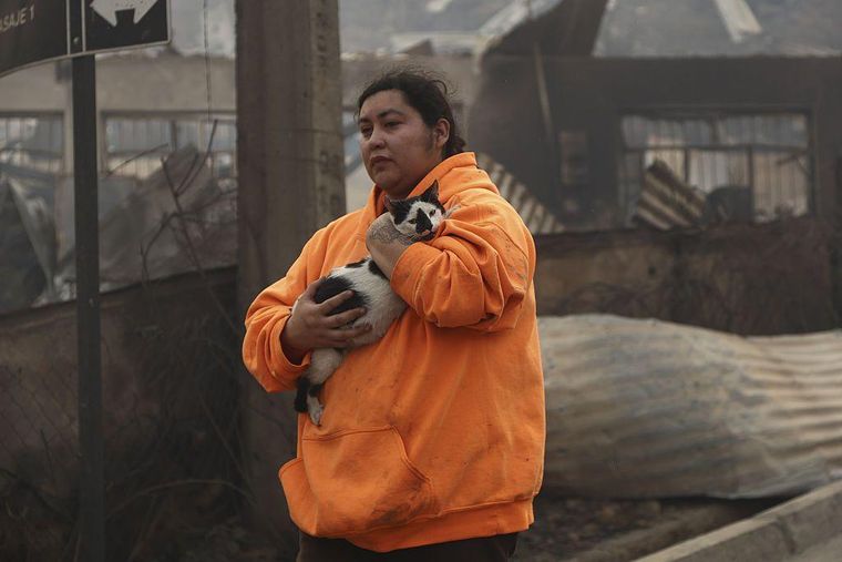 Las mascotas también han sufrido las consecuencias de la tragedia.