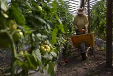 El tomate enfrenta en Mendoza una temporada de menos superficie cultivada e incertidumbre por los precios.&nbsp;