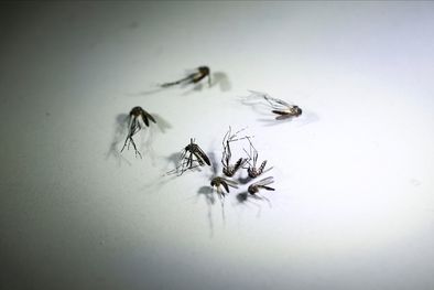MDZol | Finalmente no hay casos de dengue activos en Mar del Plata Foto: Noticias Argentinas