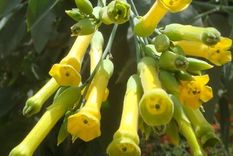 Palán-palán o Nicotiana glauca.