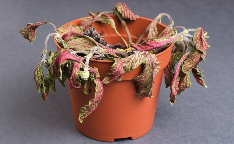 Aplica manzanilla a las plantas marchitas del jardín para que recuperen su salud.