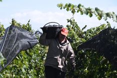 Los analistas de Adecco sostienen que entre las posiciones laborales más demandadas se encuentran la especialización en poda, desbrote y procesos específicos de bodega.