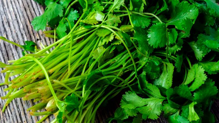 Podar cada semana una zona diferente de la planta de cilandro permitirá que la planta produzca más hojas nuevas. Foto: Gentileza 123rf.com