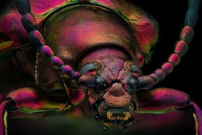 MDZol | La foto del escarabajo joya rojo ganó como imagen de distinción en el concurso de fotografía microscópica de Nikon. Foto: YOUSEF AL HABSHI/NIKON SMALL WORLD AND THE ARTIST