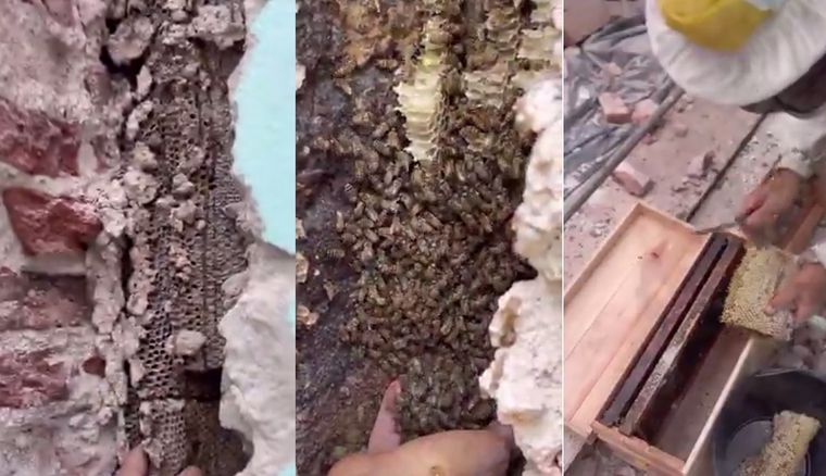 Los apicultores fueron llamados para salvar las abejas Foto: Archivo