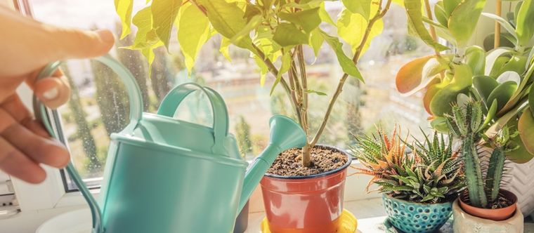 El vinagre puede aportar grandes beneficios a tus plantas Foto: Shutterstock