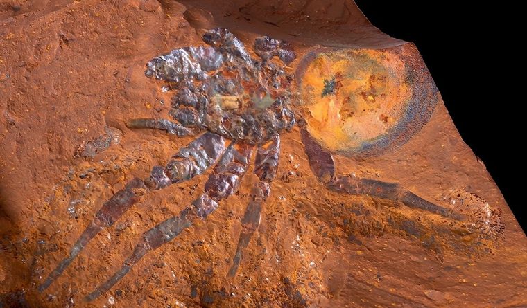 araña fósil paleontología El fósil encontrado en Australia sorprende por su tamaño. Foto: Dpa.