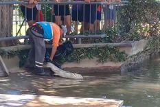 pase y mire: un pez muerto de un metro de largo, llamo la atencion de los visitantes del parque san martin