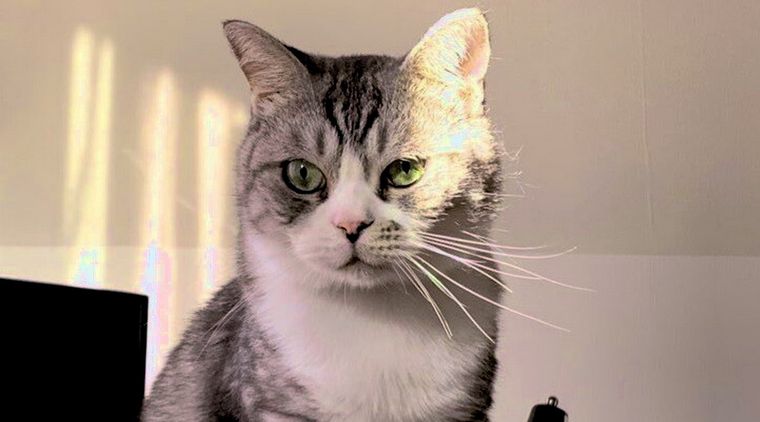 El felino protagonista. Foto: Twitter @necode67