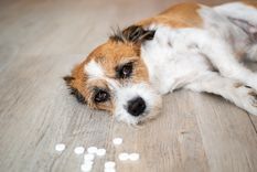 Esto es lo que pasa con tu mascota si consume queso Foto: SHUTTERSTOCK